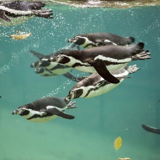 Weekend Zoo de Beauval