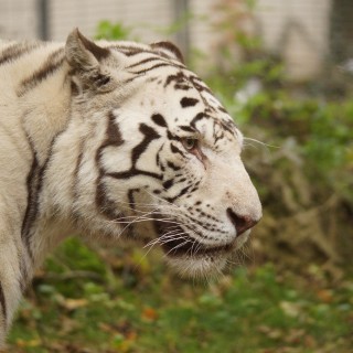 Weekend Zoo de Beauval