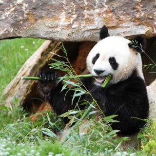 Weekend Zoo de Beauval