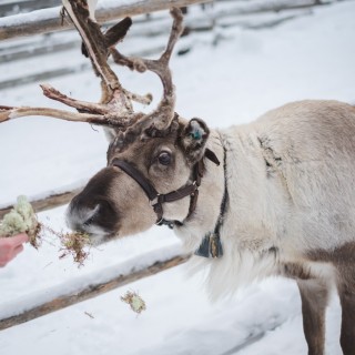 Séjour en Laponie Suédoise