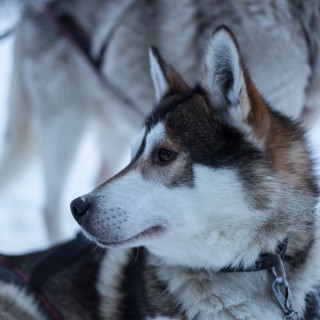 Séjour en Laponie Suédoise