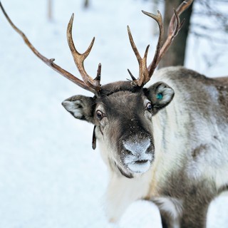 Séjour en Laponie Suédoise