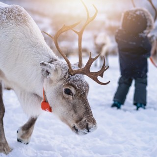 Séjour en Laponie Suédoise