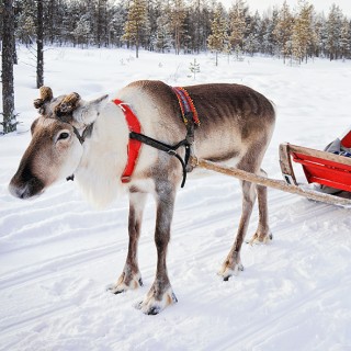 Séjour en Laponie Suédoise