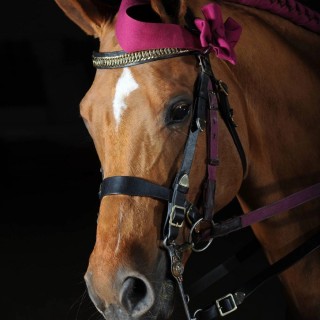 Spectacle le Cadre Noir à Rouen