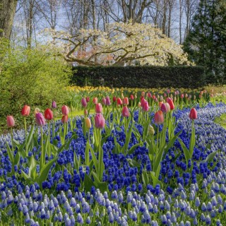 Parc Keukenhof