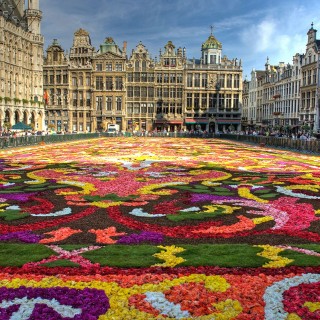 Tapis de fleurs - Bruxelles